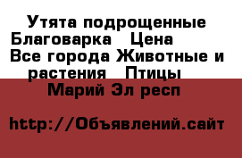 Утята подрощенные Благоварка › Цена ­ 100 - Все города Животные и растения » Птицы   . Марий Эл респ.